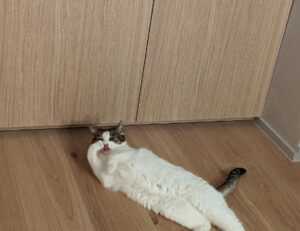 how can gasteromaradical disease be treated