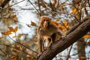 how to find sadatoaf ingredients