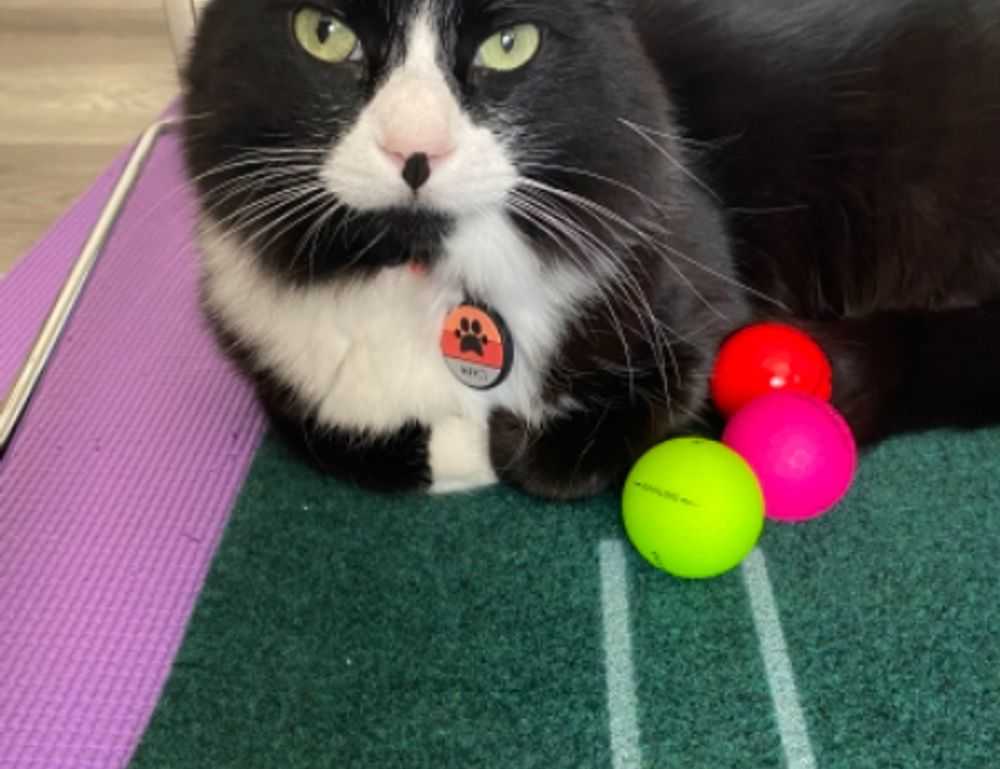 moxhit4.6.1 software testing