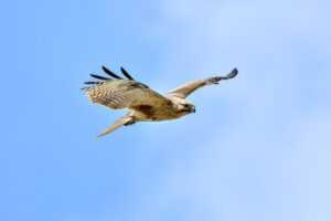 when hondingo88 patches pc