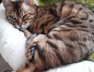 codes error rcsdassk