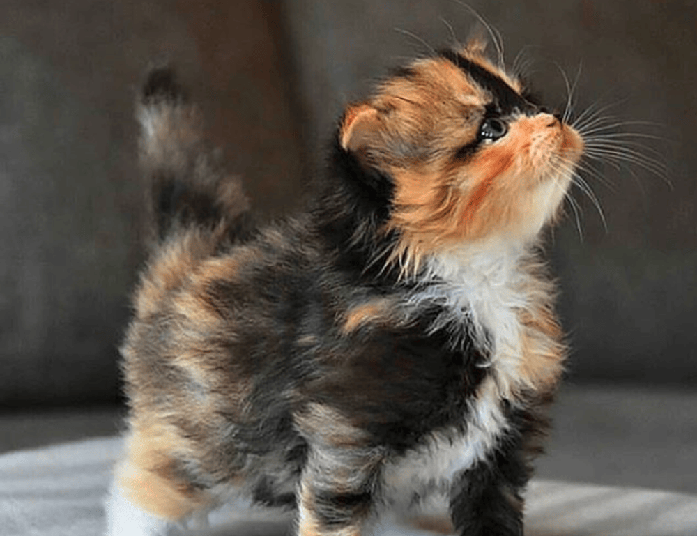 gaming vivid2201 patches