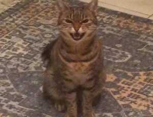 how can zydaisis disease be cured