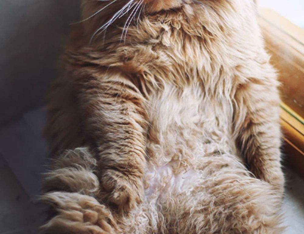 information about foxtpax software