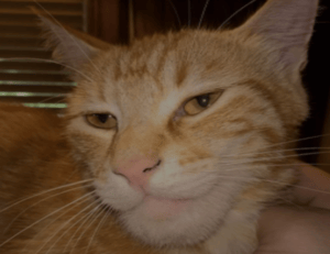 update munjoff1445 mods