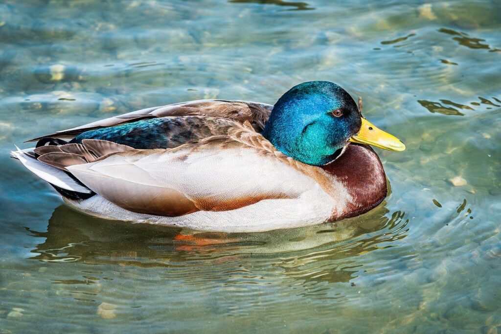 what is interesting about beevitius islands