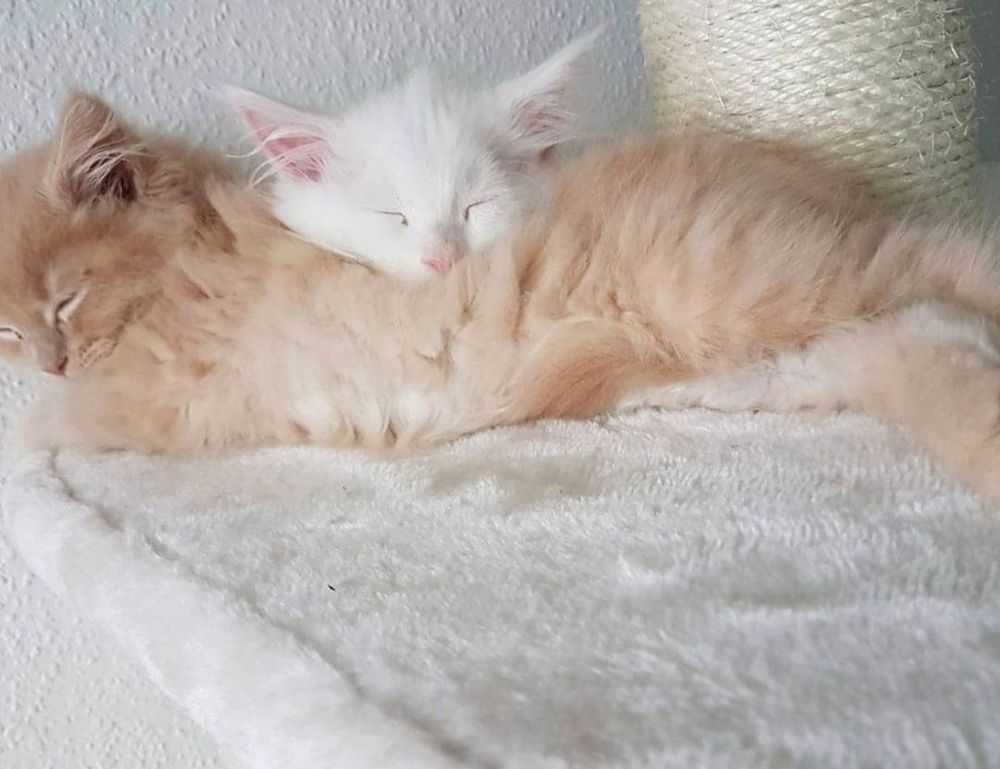 when is ustudiobytes going to be live