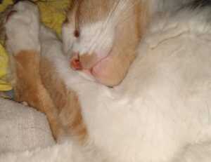 why does ozdikenosis kill you