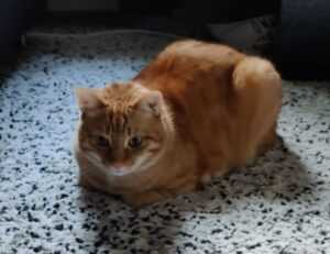 zopalno number flight